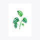 Monstera adansonii Dal | Print