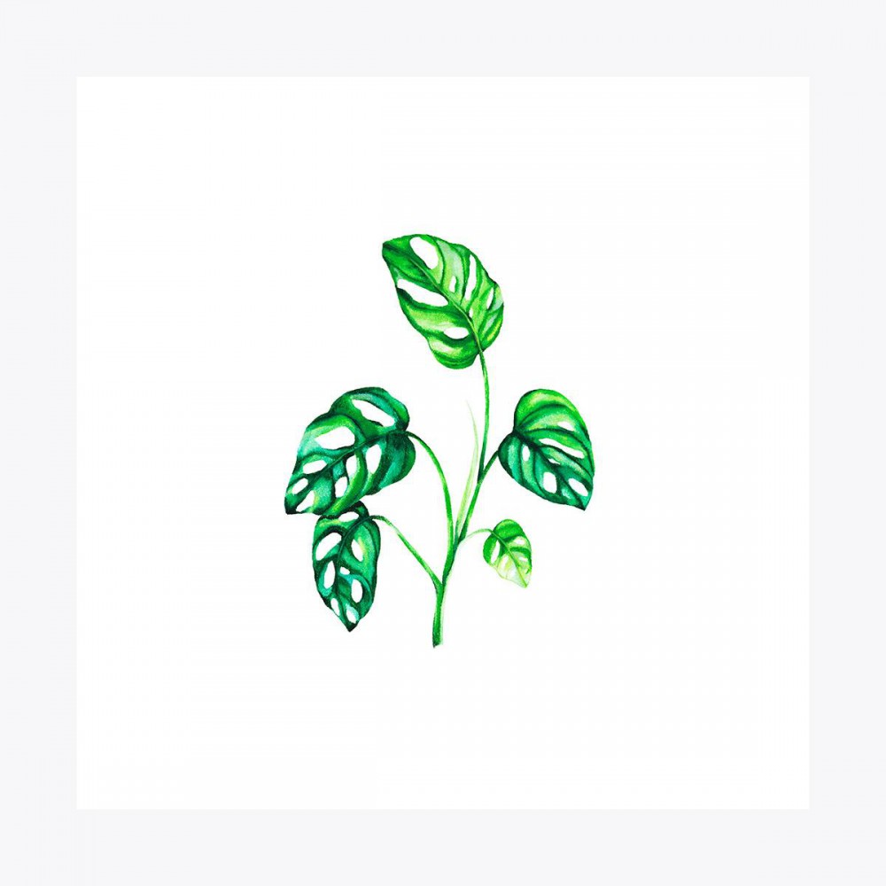 Monstera adansonii Dal | Fine Art Print