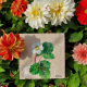 Fragaria vesca | Çilek Çiçeği Doğal Taş Bardak Altlığı